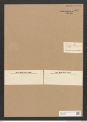 Diatomeae indet. Zeichnungen Sammlung Grunow Nr. 3915 (NHMW-BOT-W0371649)
